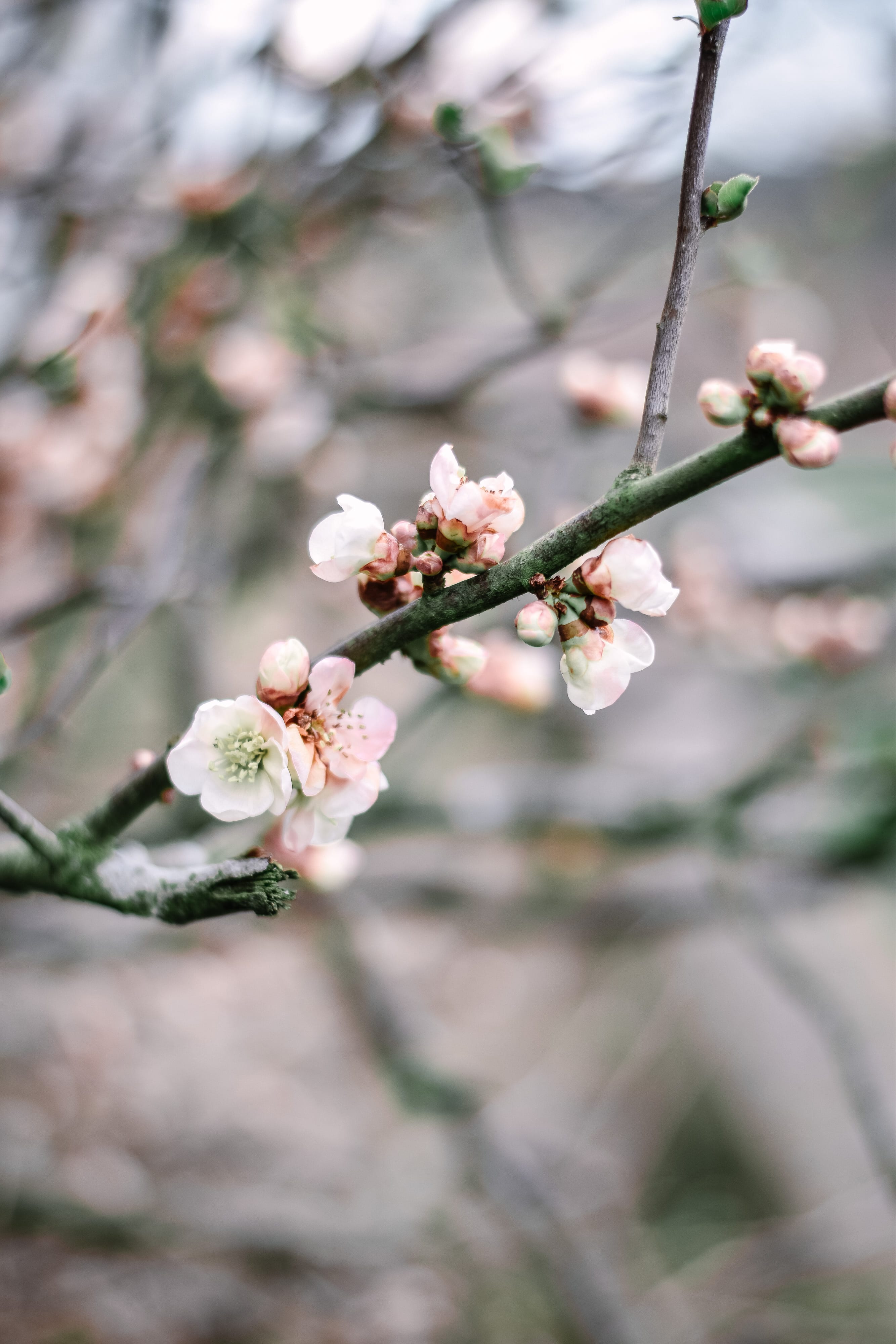 A Photo Guide To Calke Abbey - Derbyshire, England