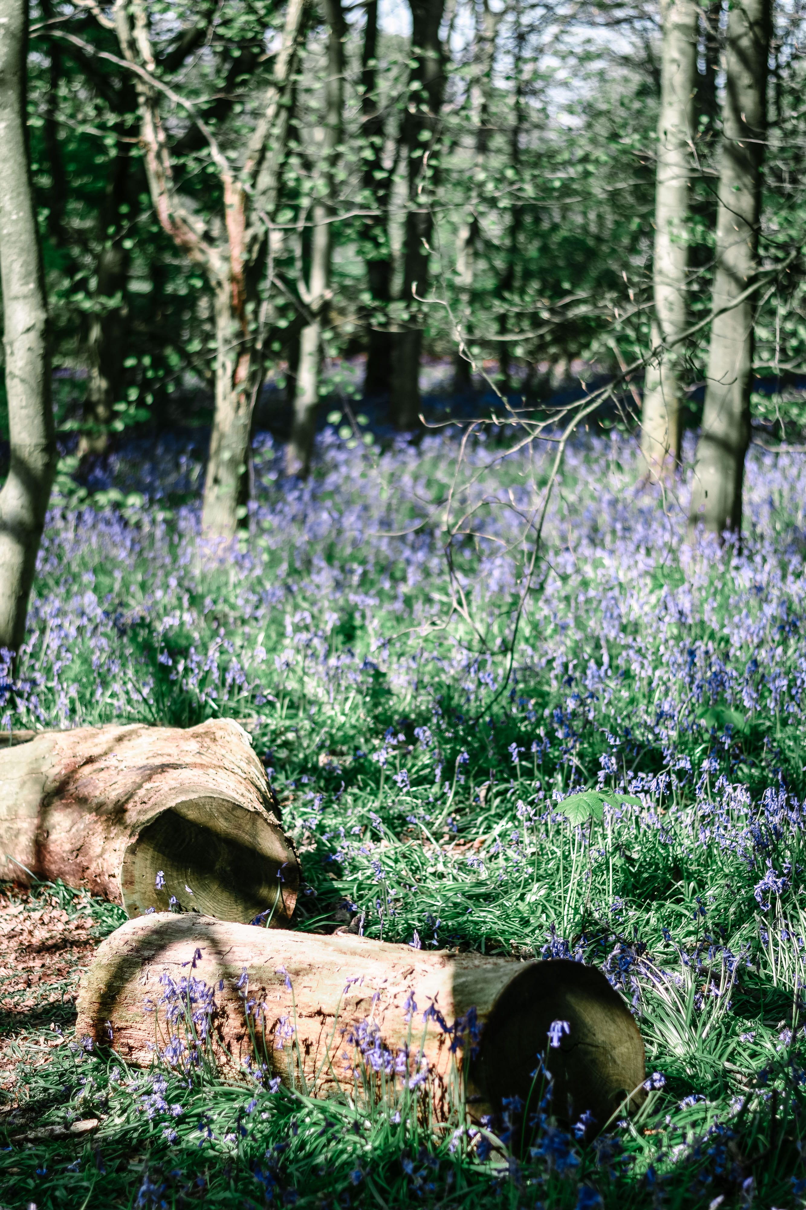 The Best Bluebell Woods In Derbyshire #slowtravel