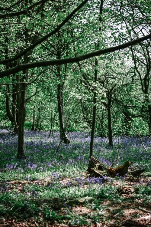 The Best Bluebell Woods In Derbyshire #slowtravel