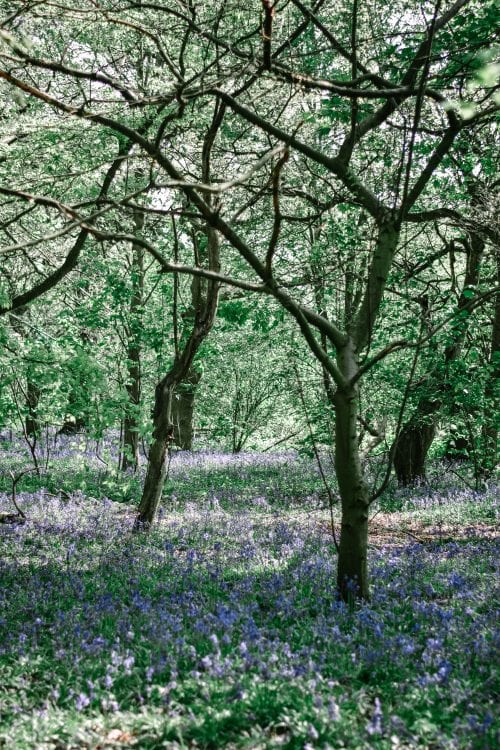 The Best Bluebell Woods In Derbyshire #slowtravel
