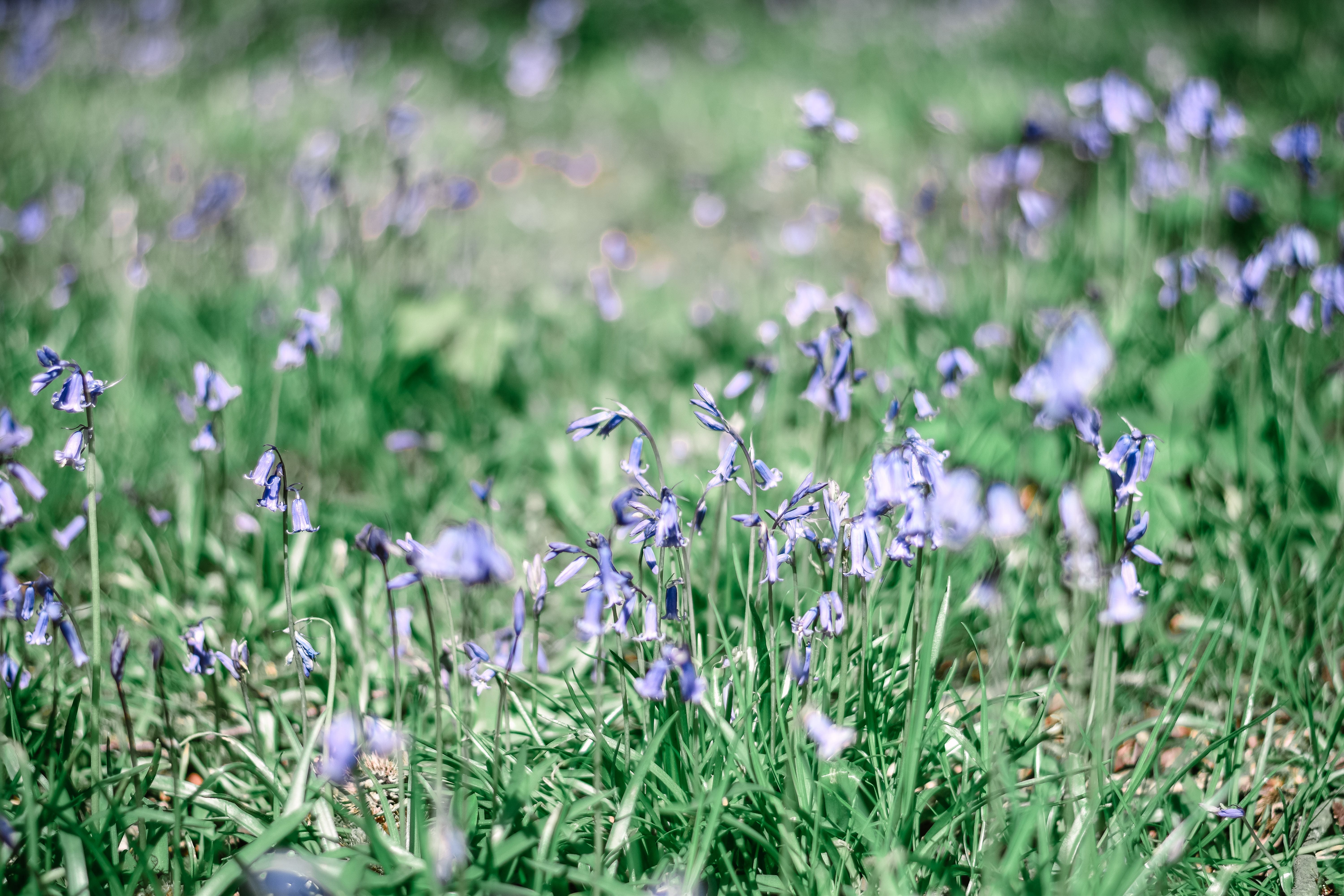 The Best Bluebell Woods In Derbyshire #slowtravel