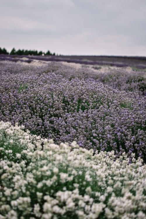 A Visit To Cotswold Lavender Field and Farm, England