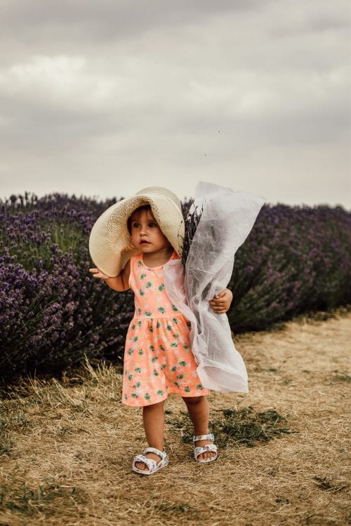 A Visit To Cotswold Lavender Field and Farm, England