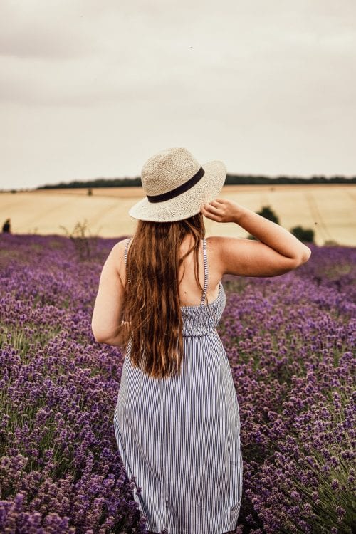 A Visit To Cotswold Lavender Field and Farm, England
