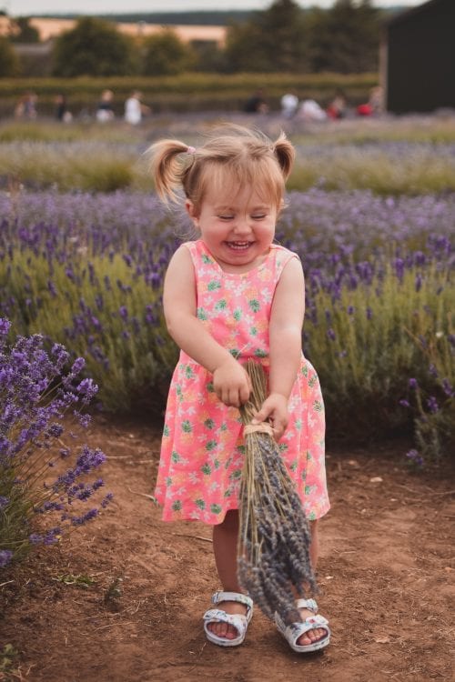A Visit To Cotswold Lavender Field and Farm, England