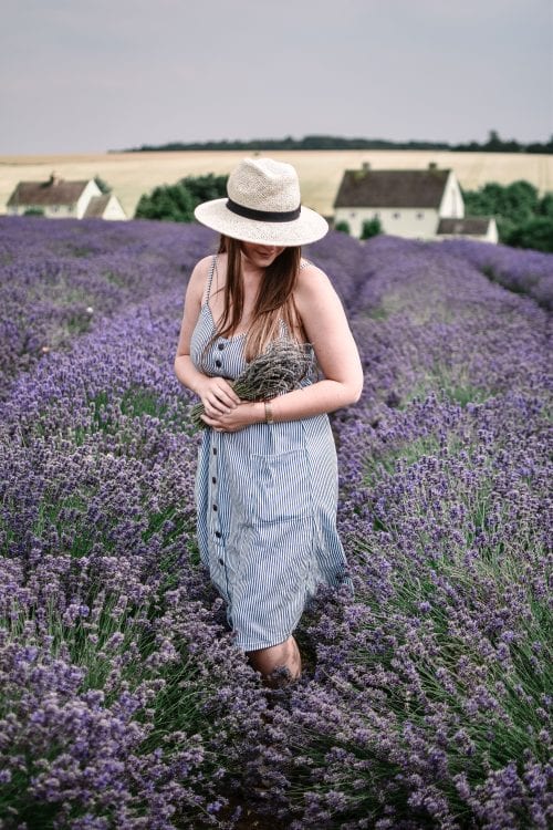 A Visit To Cotswold Lavender Field and Farm, England