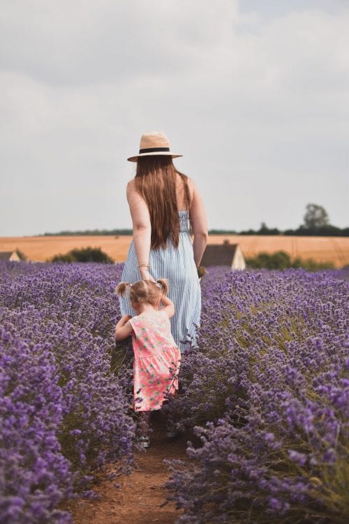 A Visit To Cotswold Lavender Field and Farm, England