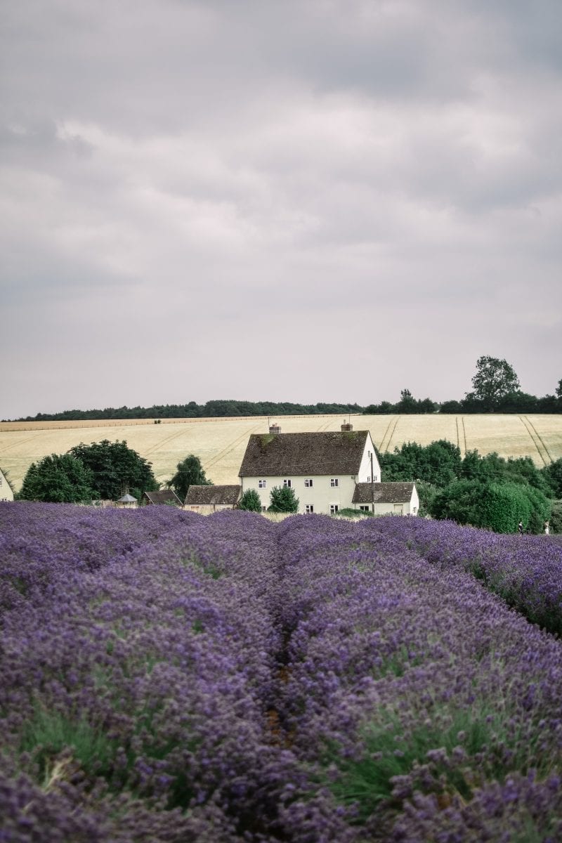 A Visit To The Cotswold Lavender Fields - What Stacy Did