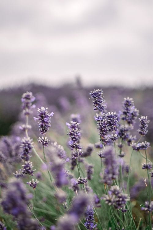 A Visit To Cotswold Lavender Field and Farm, England
