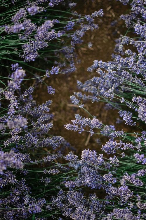 A Visit To Cotswold Lavender Field and Farm, England