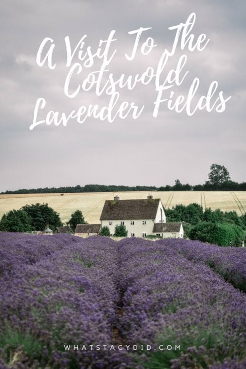 A Visit To Cotswold Lavender Field and Farm, England