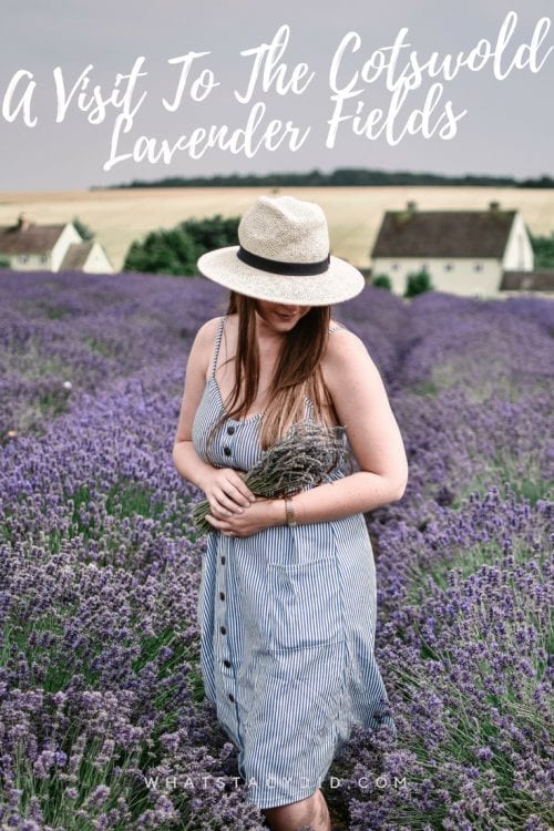 A Visit To Cotswold Lavender Field and Farm, England