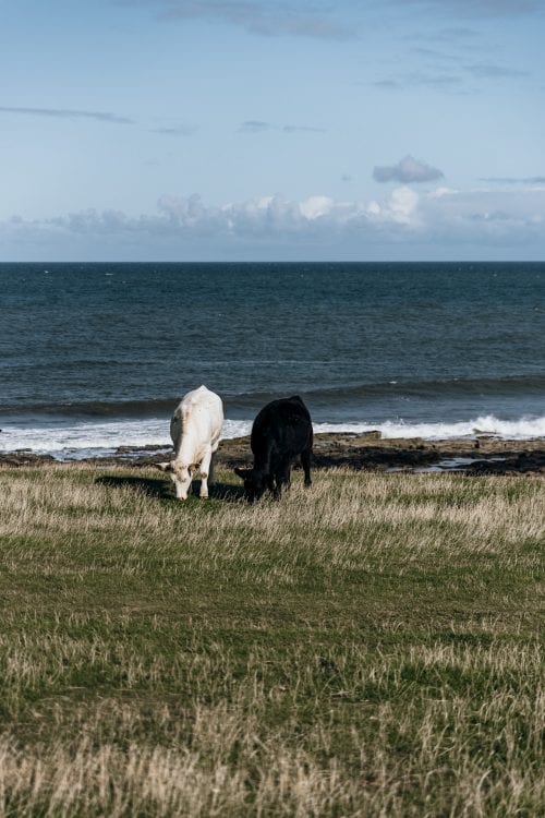 How To Spend 3 Days In Northumberland, England
