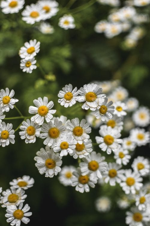 Easton Walled Gardens - Best Gardens In Lincolnshire