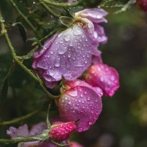 Flowers In The Rain - Fine Art Print