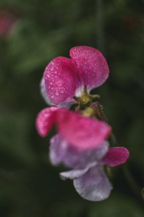 Easton Walled Gardens - Best Gardens In Lincolnshire