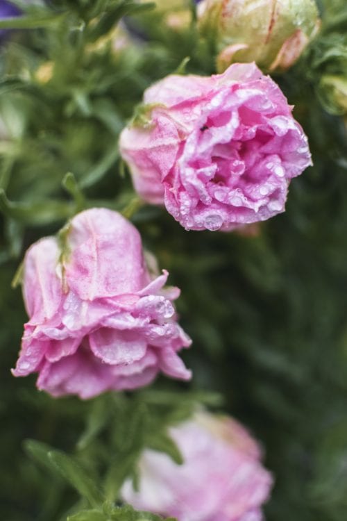 Easton Walled Gardens - Best Gardens In Lincolnshire