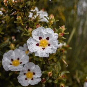 Spotted White Rockrose In The Rain - Fine Art Print